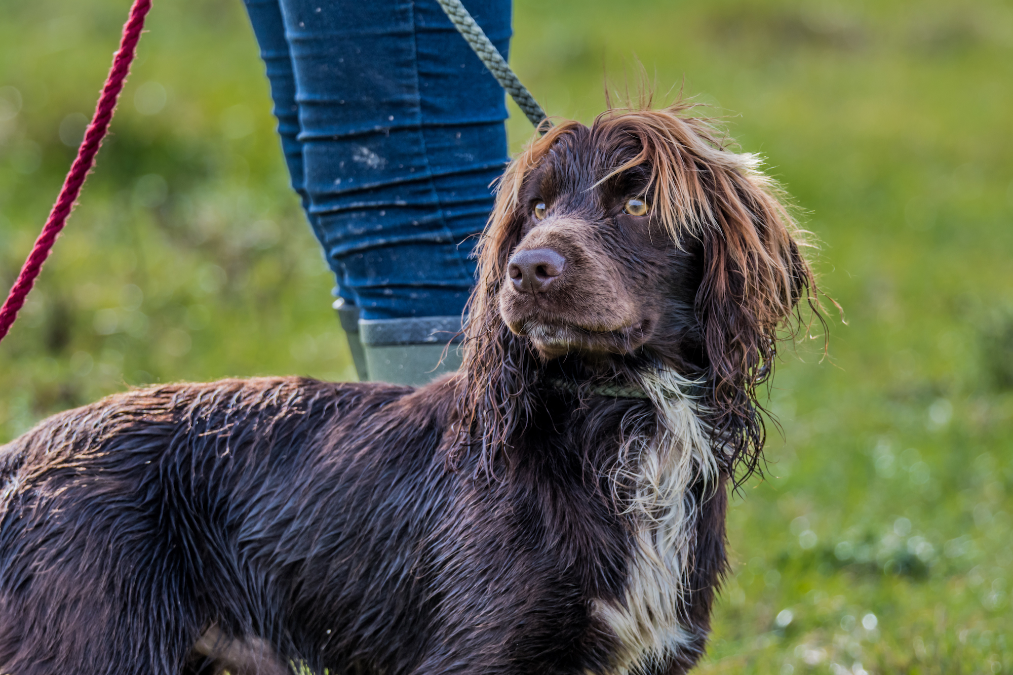 500 4155 — Black Grouse Media