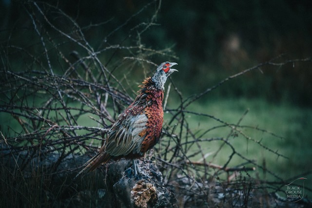 Bgr35550 — Black Grouse Media