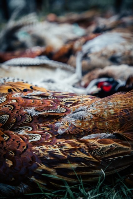 Bgr38572 — Black Grouse Media