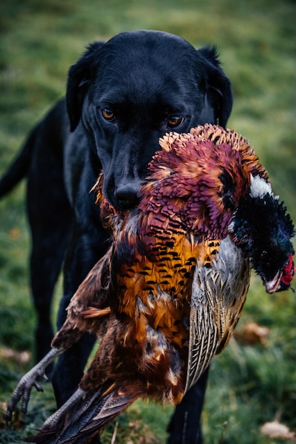 Bgr38864 — Black Grouse Media