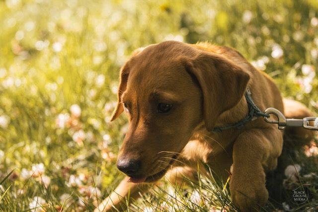 Photography tuition for countryside subjects