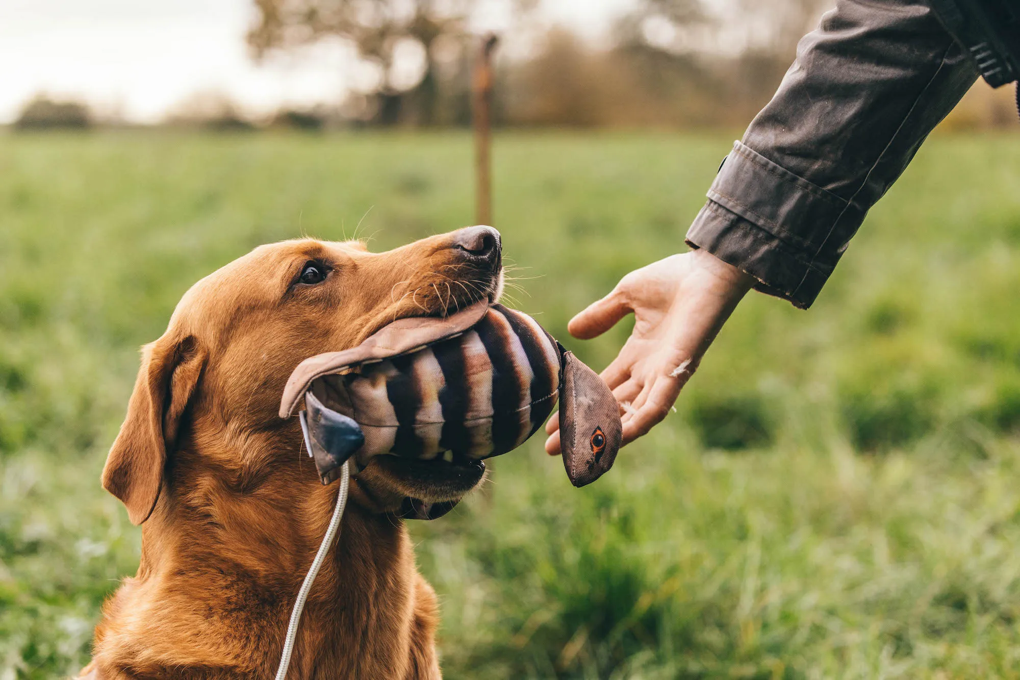 A fox red labrador holding a dog and field dummy whilst gundog training