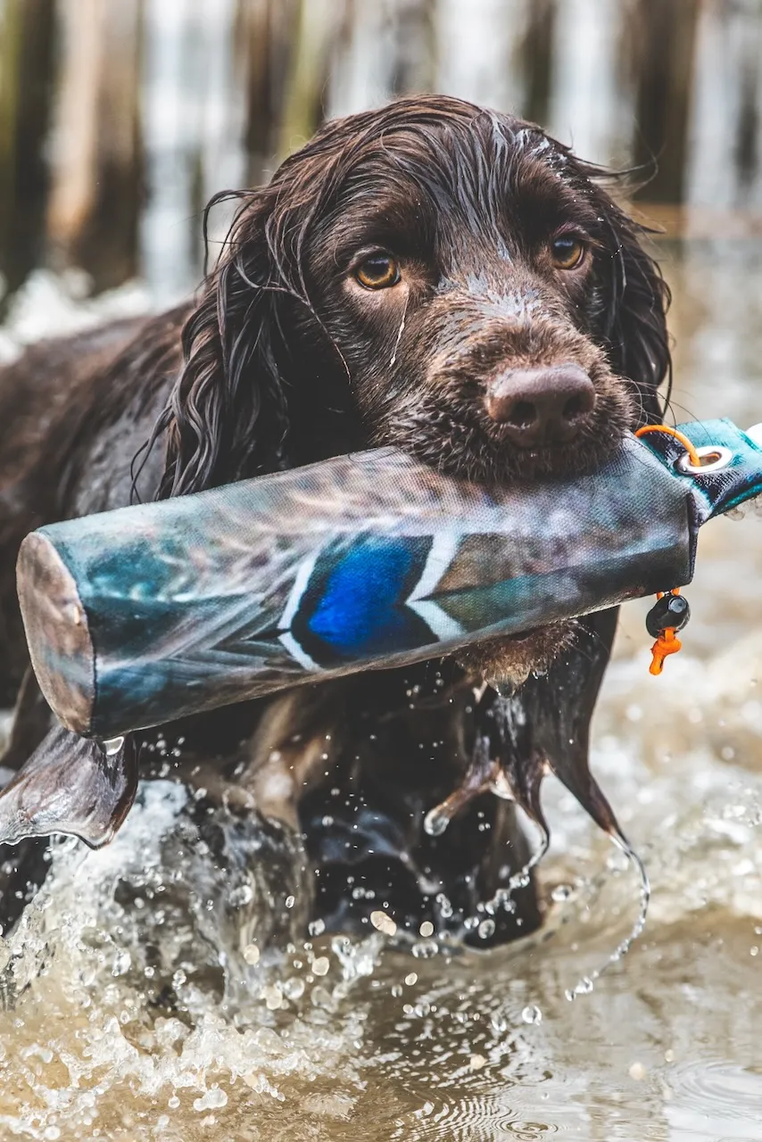 A liver brown cocker spaniel gundog photo carrying a gundog training dummy