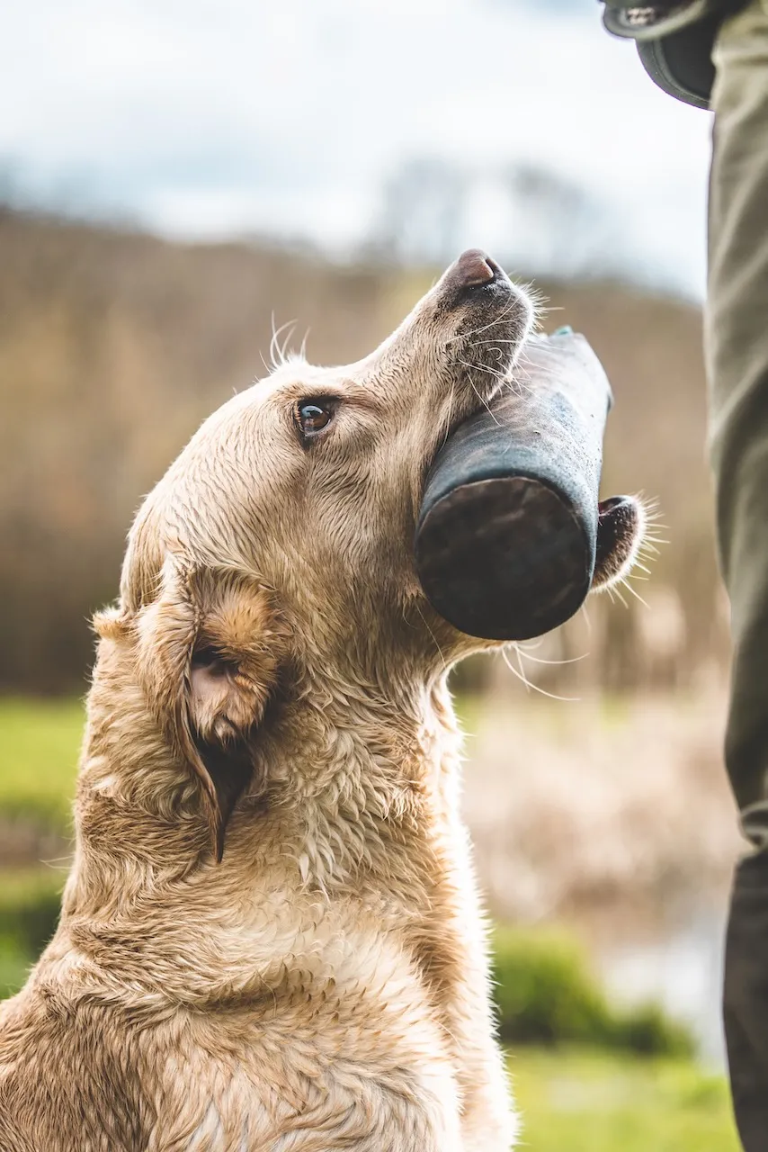 A yellow labrador holding a dog and field dummy for gundog training