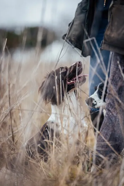 A springer spaniel in some cover looking up