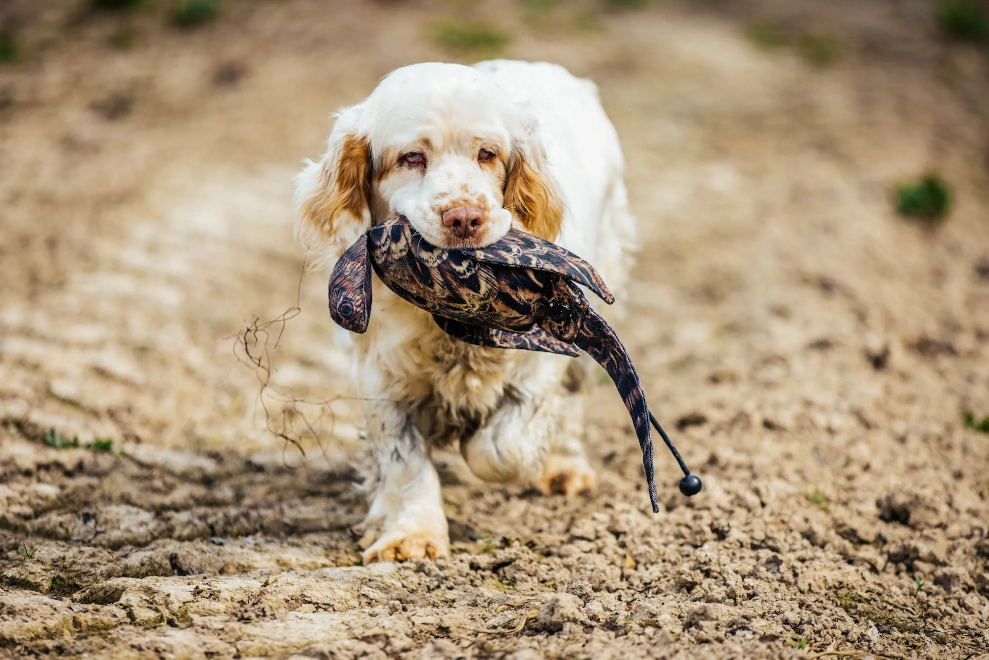 A clumber spaniel carrying a dog and field dummy whilst gundog training

